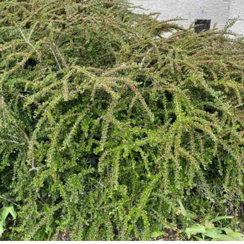 Irga Pozioma - Cotoneaster Horizontalis ROŚLINY
