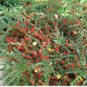Irga Pozioma - Cotoneaster Horizontalis ROŚLINY