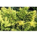 Jałowiec pośredni - Juniperus media 'King of Spring' ROŚLINY