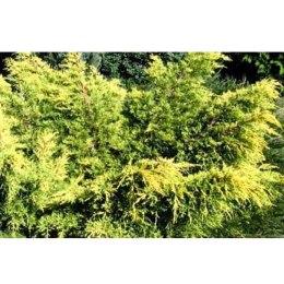 Jałowiec pośredni - Juniperus media 'King of Spring' ROŚLINY