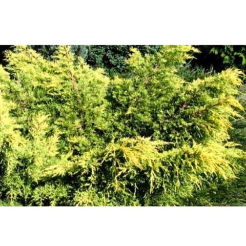 Jałowiec pośredni - Juniperus media 'King of Spring' ROŚLINY