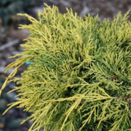 Jałowiec pośredni - Juniperus media 'King of Spring' ROŚLINY