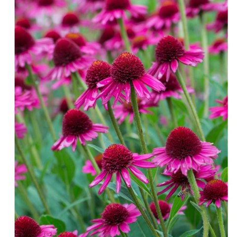 Jeżówka purpurowa - Echinacea purpurea 'Delicious Candy' ROŚLINY