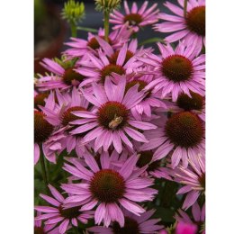 Jeżówka purpurowa - Echinacea purpurea 'Fountain Light Purple' ROŚLINY