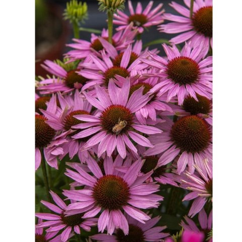Jeżówka purpurowa - Echinacea purpurea 'Fountain Light Purple' ROŚLINY