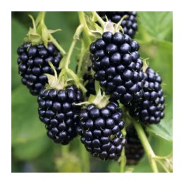 Jeżyna bezkolcowa - Rubus fruticosus 'Thornfree' ROŚLINY