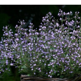 Kalaminta mniejsza - Calamintha nepeta 'Marvelette Blue' ROŚLINY