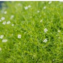 Karmnik Ościsty - Sagina Subulata 'Aurea' ROŚLINY