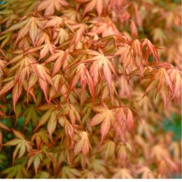 Klon palmowy - Acer palmatum 'Katsura' ROŚLINY