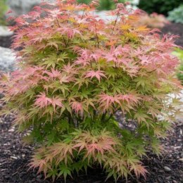 Klon palmowy - Acer palmatum 'Phoenix' ROŚLINY