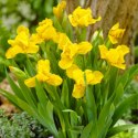 Kosaciec karłowy- Iris pumila 'Brassie' ROŚLINY