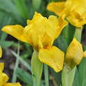 Kosaciec karłowy- Iris pumila 'Brassie' ROŚLINY