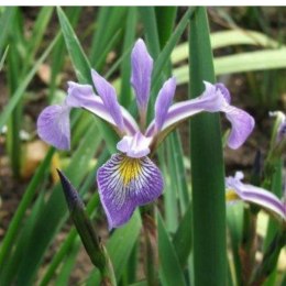 Kosaciec różnobarwny - Iris versicolor 'Gerald Darby' ROŚLINY