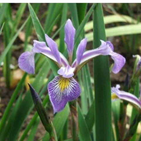 Kosaciec różnobarwny - Iris versicolor 'Gerald Darby' ROŚLINY
