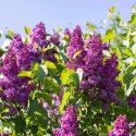Lilak pospolity - Syringa vulgaris 'And an Ludwig Spath' ROŚLINY