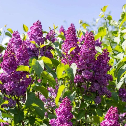 Lilak pospolity - Syringa vulgaris 'And an Ludwig Spath' ROŚLINY
