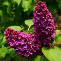 Lilak pospolity - Syringa vulgaris 'And an Ludwig Spath' ROŚLINY