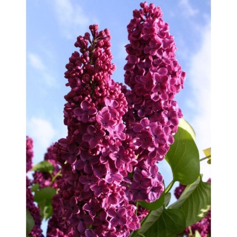 Lilak pospolity - Syringa vulgaris 'And an Ludwig Spath' ROŚLINY