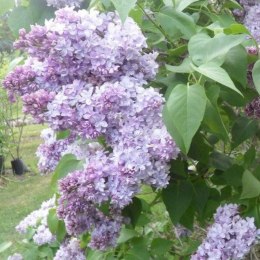 Lilak pospolity - Syringa vulgaris 'Nadezhda' ROŚLINY