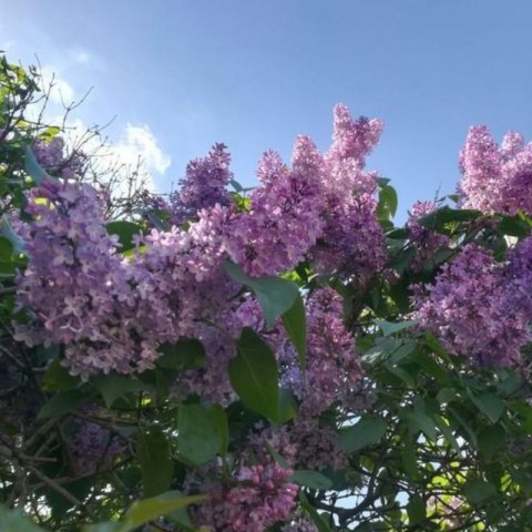Lilak pospolity - Syringa vulgaris 'Nadezhda' ROŚLINY