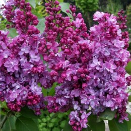 Lilak pospolity - Syringa vulgaris 'Prince Wolkonsky' ROŚLINY