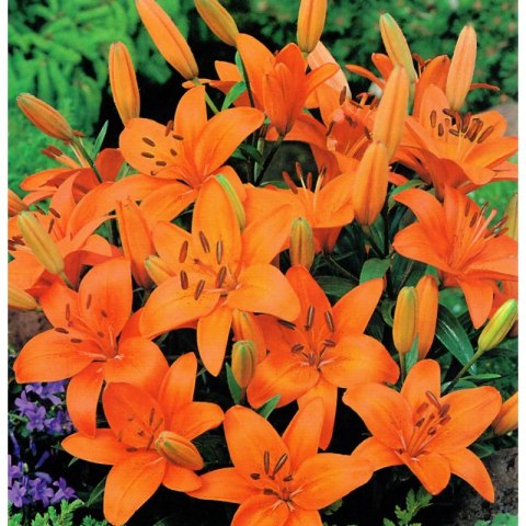 Lilia - Lilium 'Abbersville Pride' ROŚLINY