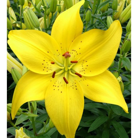 Lilia - Lilium 'Ilse Yellow' ROŚLINY