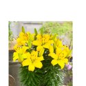 Lilia - Lilium 'Ilse Yellow' ROŚLINY