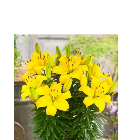 Lilia - Lilium 'Ilse Yellow' ROŚLINY