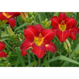 Liliowiec 'Chicago Apache', Hemerocallis ROŚLINY