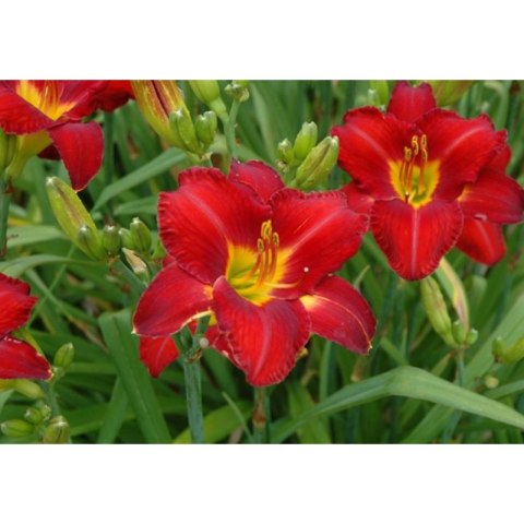 Liliowiec 'Chicago Apache', Hemerocallis ROŚLINY