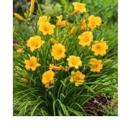 Liliowiec 'Stella de Oro', Hemerocallis ROŚLINY