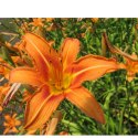 Liliowiec rdzawy - Hemerocallis fulva 'Europa' ROŚLINY