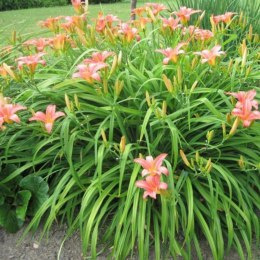 Liliowiec rdzawy - Hemerocallis fulva 'Europa' ROŚLINY