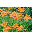 Liliowiec rdzawy - Hemerocallis fulva 'Europa' ROŚLINY