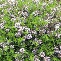 Macierzanka Cytrynowa - Thymus Cit. 'Aureus' ROŚLINY