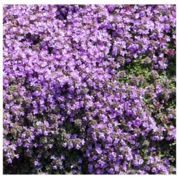 Macierzanka wczesna - Thymus pygmaeus ROŚLINY