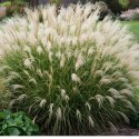 Miskant chiński- Miscanthus sinensis 'Adagio' ROŚLINY