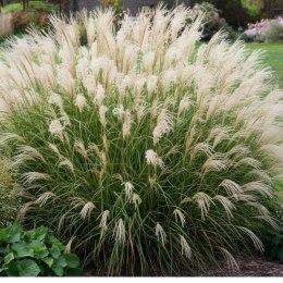Miskant chiński- Miscanthus sinensis 'Adagio' ROŚLINY