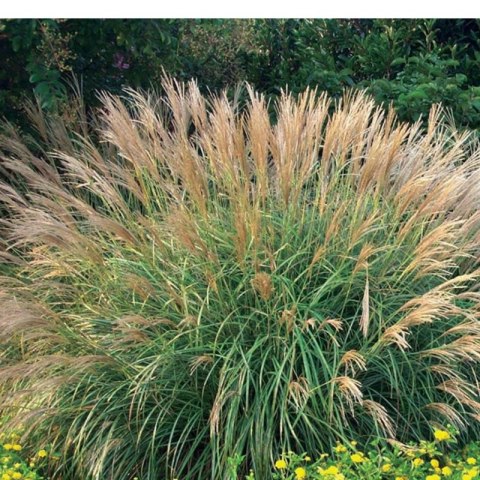 Miskant chiński- Miscanthus sinensis 'Adagio' ROŚLINY