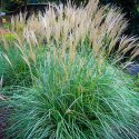 Miskant chiński- Miscanthus sinensis 'Adagio' ROŚLINY