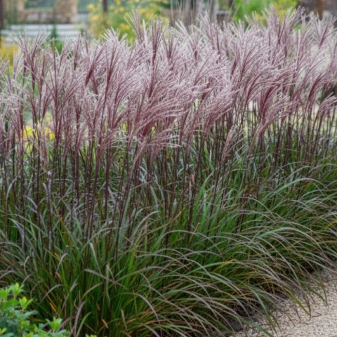 Miskant chiński- Miscanthus sinensis 'Buraczok' ROŚLINY