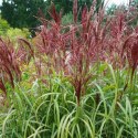 Miskant chiński- Miscanthus sinensis 'Dronning Ingrid' ROŚLINY