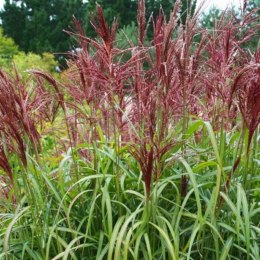 Miskant chiński- Miscanthus sinensis 'Dronning Ingrid' ROŚLINY