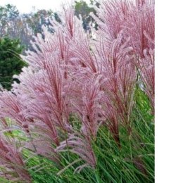 Miskant chiński- Miscanthus sinensis 'Dronning Ingrid' ROŚLINY
