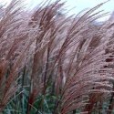 Miskant chiński- Miscanthus sinensis 'Dronning Ingrid' ROŚLINY