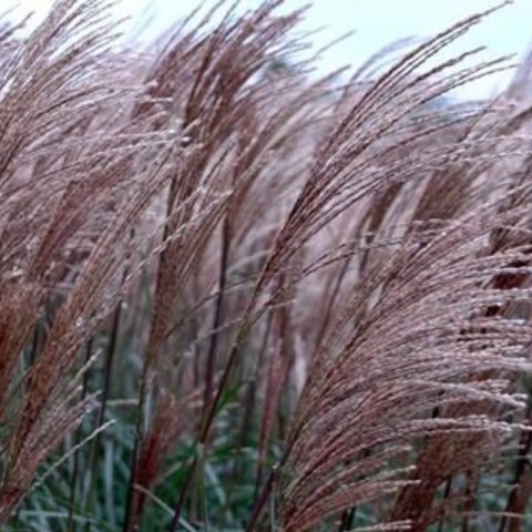 Miskant chiński- Miscanthus sinensis 'Dronning Ingrid' ROŚLINY