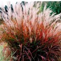 Miskant chiński- Miscanthus sinensis 'Dronning Ingrid' ROŚLINY