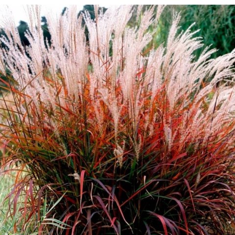 Miskant chiński- Miscanthus sinensis 'Dronning Ingrid' ROŚLINY