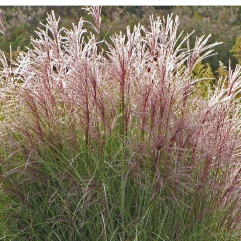 Miskant chiński - Miscanthus sinensis 'Ferner Osten' ROŚLINY